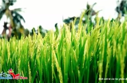 Tăng tốc về đích Cuộc thi video du lịch 2025: Hoàn thiện tiêu chí, sẵn sàng trao giải