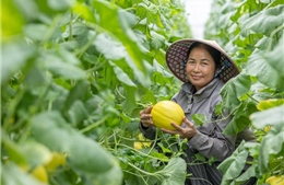 Nâng cao năng lực kinh doanh trực tuyến cho doanh nghiệp do phụ nữ làm chủ