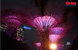 Đêm rực rỡ dưới những ‘siêu cây khổng lồ' ở Singapore