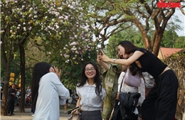Hoa ban nở trắng phố phường, giới trẻ Hà Nội rộn ràng 'check-in'