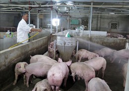 Ban Bí thư ban hành Chỉ thị về thực hiện hiệu quả công tác phòng chống, khống chế bệnh dịch tả lợn châu Phi