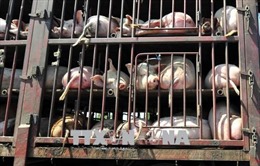 Bộ trưởng Nguyễn Xuân Cường: Kiểm soát chặt việc nhập khẩu thịt lợn để ngăn ngừa dịch tả lợn châu Phi