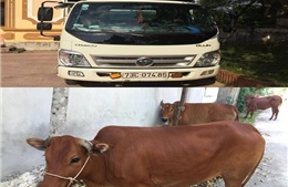 Mang ô tô tải đi trộm bò ở Quảng Bình  