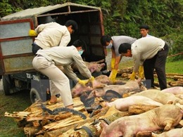 Tiêu hủy hơn 400 kg thịt lợn bị bệnh lở mồm long móng tại một lò mổ