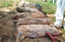 Xét nghiệm miễn phí để ngăn chặn dịch tả lợn châu Phi lây lan