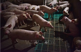  Lào dừng nhập khẩu tất cả các sản phẩm thịt lợn từ Trung Quốc