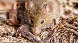 Ít nhất 11 người tử vong do lây nhiễm virus hanta nguy hiểm từ chuột
