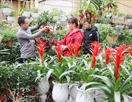 Cây tiểu cảnh hút khách tại các Hội chợ hoa Xuân