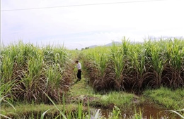 Giá thu mua mía thấp kỷ lục, nông dân Tây Ninh lỗ tiền tỷ 