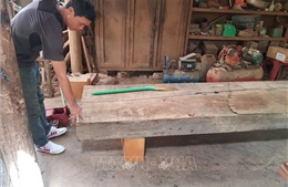 Phát hiện thêm 5 bãi tập kết gỗ lậu quy mô lớn tại Đắk Lắk