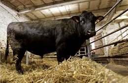 Nhật Bản ban hành luật bảo vệ vật liệu di truyền của giống bò wagyu nổi tiếng