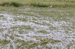 Nhiều diện tích lúa ở Ninh Thuận bị thiệt hại do thời tiết bất lợi 
