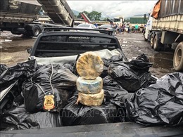 Thu giữ hơn 1,5 tấn cocaine giấu tinh vi trong container chứa ngô