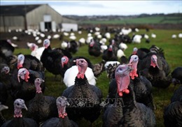 Mỹ phát hiện chủng cúm gia cầm độc lực cao ở trang trại gà tây