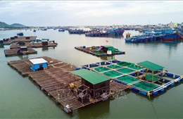Ứng phó với bão số 12: Ninh Thuận nghiêm cấm tàu, thuyền ra khơi