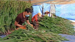 Người dân vùng trồng hoa Lâm Đồng thấp thỏm vụ Tết