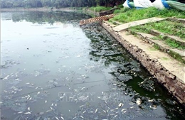 Kiểm tra, xử lý tình trạng cá chết tại hồ điều hòa Công viên trung tâm TP Vinh