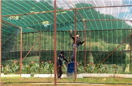 Lâm Đồng đặt hạn chót cho việc giải tỏa nhà kính, nhà lưới trên đất lâm nghiệp ở Đà Lạt