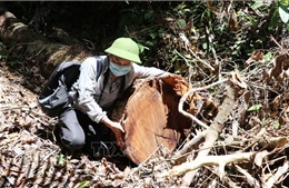 Bắt thêm 2 đối tượng phá rừng tại Sơn Hòa, Phú Yên