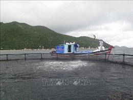 Nuôi cá biển bằng lồng nhựa HDPE thích ứng với biến đổi khí hậu