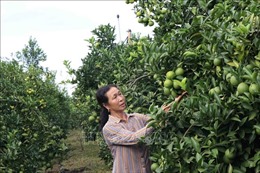 Đoàn công tác của Ban Kinh tế Trung ương khảo sát mô hình kinh doanh, sản xuất nông nghiệp tại tỉnh Sơn La, Hòa Bình