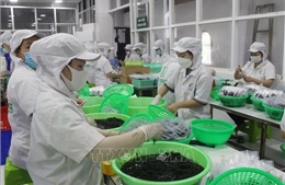 Liên kết phát triển nghề nuôi trồng rong nho ở Khánh Hòa