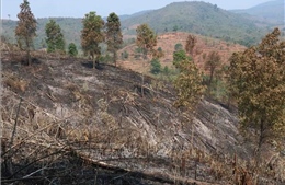 Kịp thời dập tắt một vụ cháy rừng phòng hộ ở vùng cao Nà Nhạn