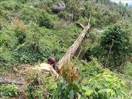 Lâm Đồng: Khẩn trương điều tra vụ phá rừng ở khu vực giáp ranh