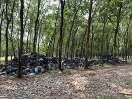 Truy tìm phương tiện đổ trộm khoảng 20 tấn rác thải trong vườn cao su