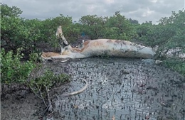 Phát hiện xác cá voi &#39;khủng&#39; dạt vào bờ tại xã đảo Quan Lạn