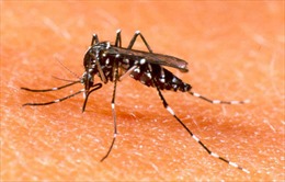 Khuyến cáo người dân không chủ quan với bệnh sốt xuất huyết