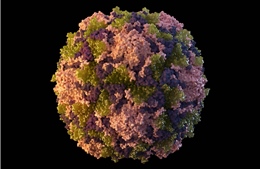 Mỹ phát hiện virus gây bệnh bại liệt trong nước thải ở New York