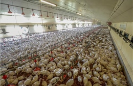 Pháp: Phát hiện ổ dịch cúm gia cầm độc lực cao H5N1 tại trang trại gà tây