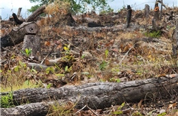 Gia Lai: Khẩn trương điều tra vụ phá 6 ha rừng tự nhiên làm rẫy