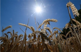 Sản lượng lúa mì năm 2022 của Đức dự kiến dưới mức trung bình