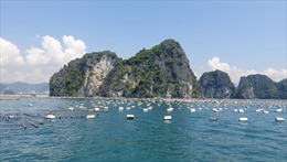 Vụ &#39;bảo kê&#39; nuôi trồng thủy sản trên vịnh Bái Tử Long: Bắt Chủ tịch phường Cẩm Trung