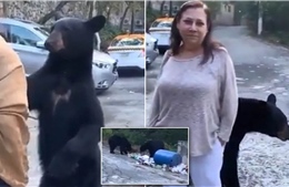 Hạn hán ở Mexico đẩy loài gấu đen ra bãi rác kiếm ăn