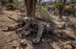 Hạn hán khiến nhiều loài động vật hoang dã chết hàng loạt tại Kenya