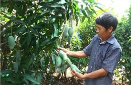 Khuyến cáo người trồng cây ăn trái Đồng Nai ứng phó mưa trái mùa