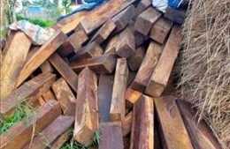 Phát hiện hơn 120 phách gỗ ké cất giấu ở nhà dân
