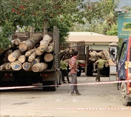 Đồng Nai: Khởi tố vụ án hình sự về hành vi chặt phá rừng phòng hộ