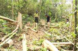 Gia Lai: Xác định đối tượng chặt hạ cây rừng tại huyện Kông Chro