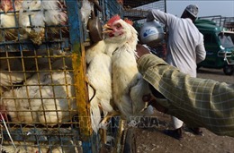 Ấn Độ: Bang Assam cấm nhập gia súc gia cầm nhằm ngăn dịch bệnh