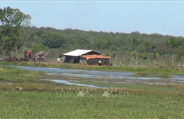 Bình Phước: Xử lý tình trạng xâm canh, lấn chiếm đất dự án tại huyện Bù Đốp