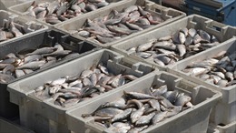 Mỹ chính thức chấp nhận Hiệp định về trợ cấp nghề cá