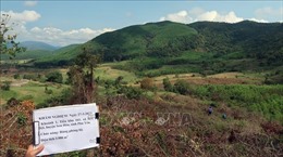 Phú Yên: Truy tìm đối tượng phá rừng phòng hộ 