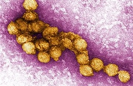 Mỹ: Bang Colorado cảnh báo nguy cơ lây lan virus Tây sông Nile 