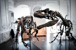 Đấu giá hóa thạch xương khủng long gần như nguyên vẹn tại Paris 