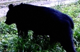 Nhật Bản: Gấu đen tấn công người ở tỉnh Niigata