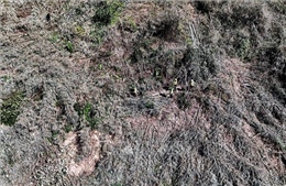 Phát hiện vụ phá rừng phòng hộ quy mô lớn tại Đắk Nông